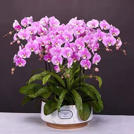 室內綠植租賃價格因品量、公司和定價而異。以下是一些通用套餐供選擇：450元/月：適合100平米；768元/月：適合500平米；600平米：適合1500平米；1568元/月：適合1000平米